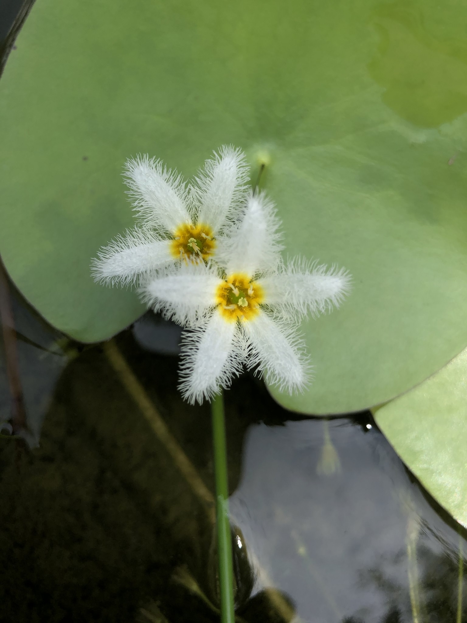 Nymphoides indica